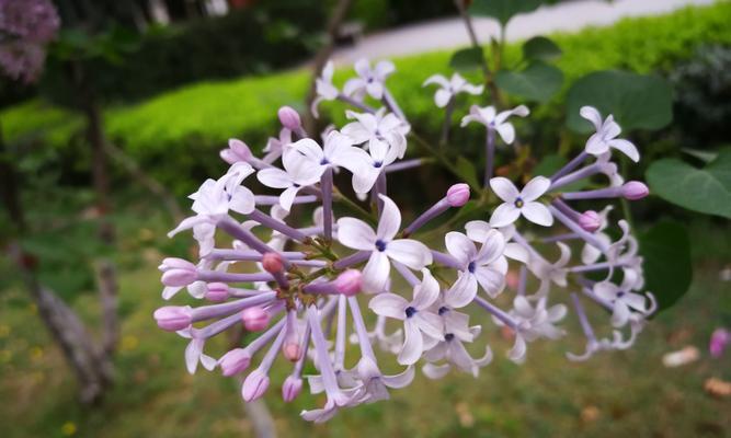 丁香花的花语与意义（探寻丁香花所代表的情感和象征）