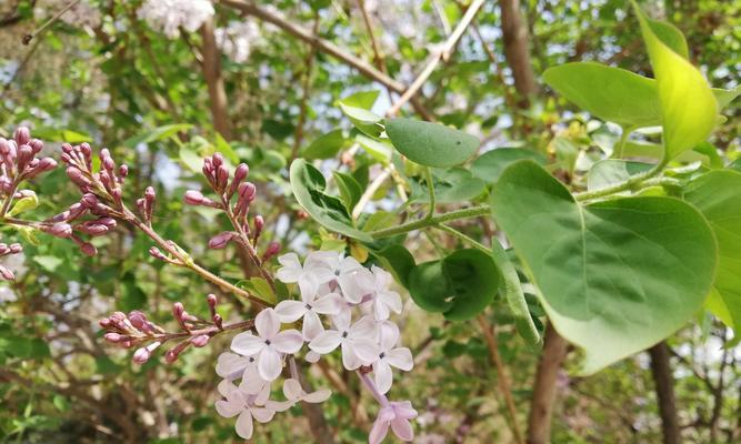 丁香花的花语与意义（探寻丁香花所代表的情感和象征）