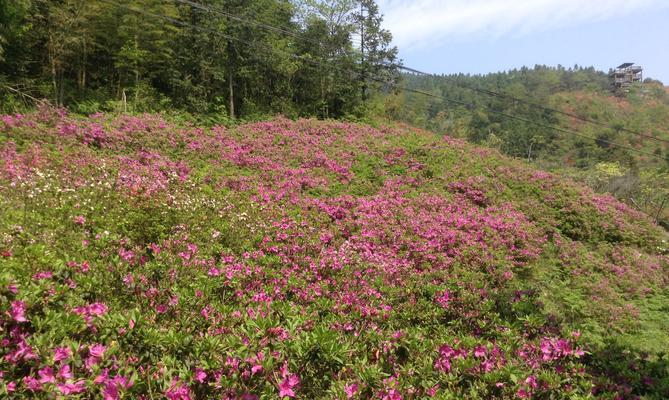 杜鹃花（揭秘杜鹃花的象征意义与文化传承）