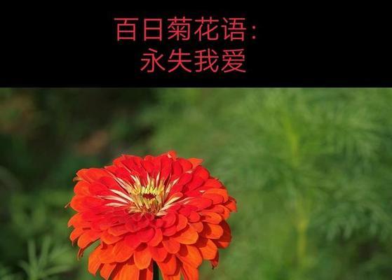 多头菊的花语解读（揭开多头菊花语的秘密，了解其中的含义）