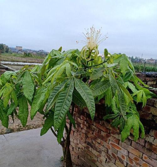 发财树开花的风水寓意及其相关因素（揭秘发财树开花的风水玄机，助你财运亨通）