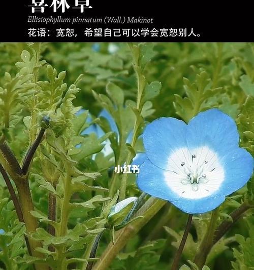 粉蝶花的花语与意义（探索粉蝶花的深层含义，揭示其象征的爱与美）