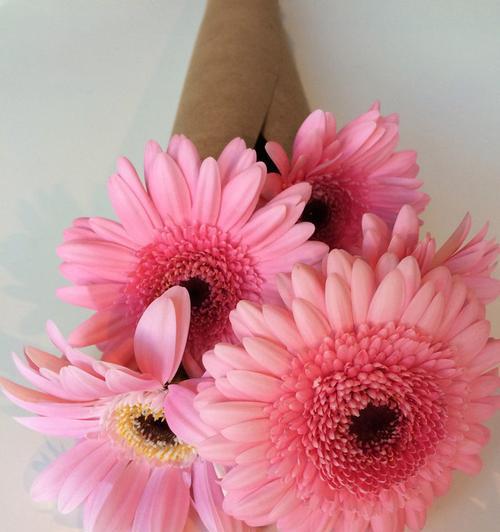 粉色雏菊的花语与寓意（探索粉色雏菊的象征意义，了解它们给我们带来的启示）
