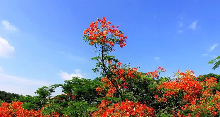 凤凰花（凤凰花花语揭示的秘密）