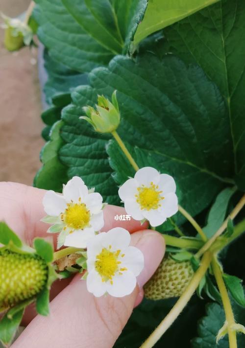 草莓花的象征意义及传承文化（传递爱与希望的鲜艳之花）