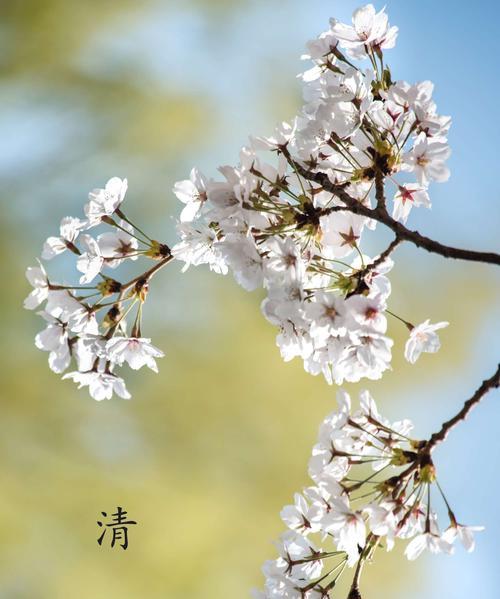 以花代表思念（唤醒心底的温暖，化作心灵的安慰）