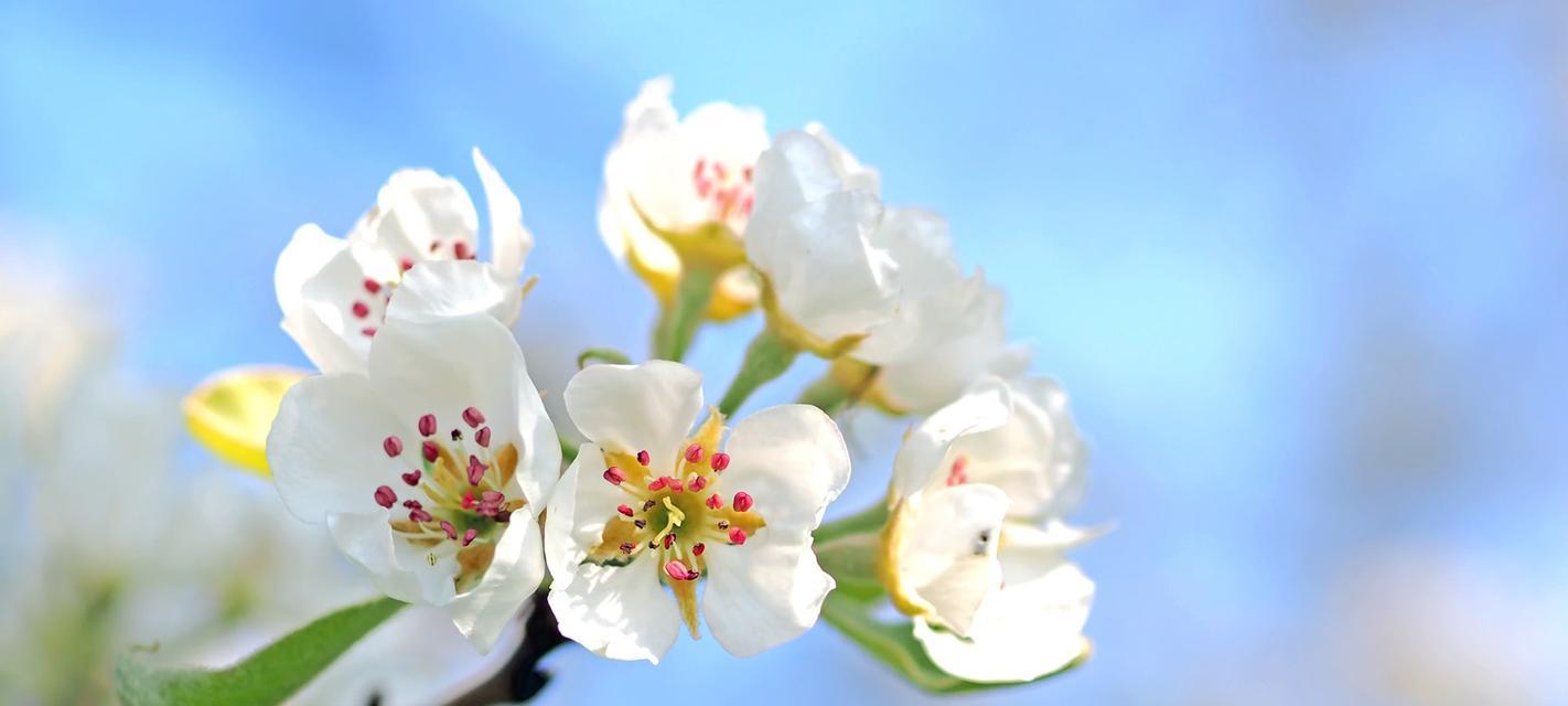 以希望之花绽放（希望之花）