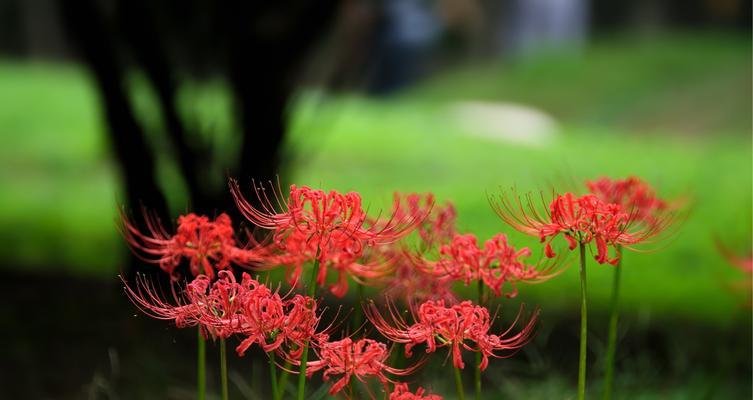 如何管理彼岸花秋天开花后？（剪枝、施肥和保温的重要性）