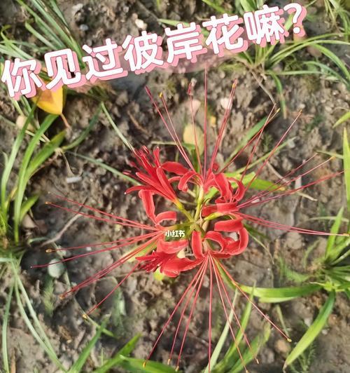 如何管理彼岸花秋天开花后？（剪枝、施肥和保温的重要性）