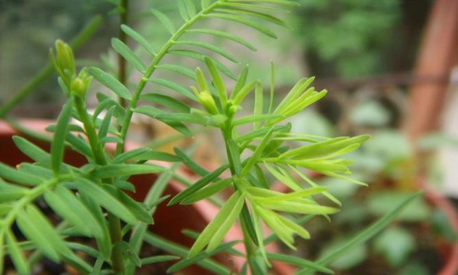 裸子植物（探究裸子植物的花与叶子，解密其独特形态）