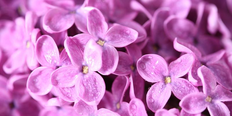 丁香花的象征意义与寓意（探寻丁香花背后的深层内涵）