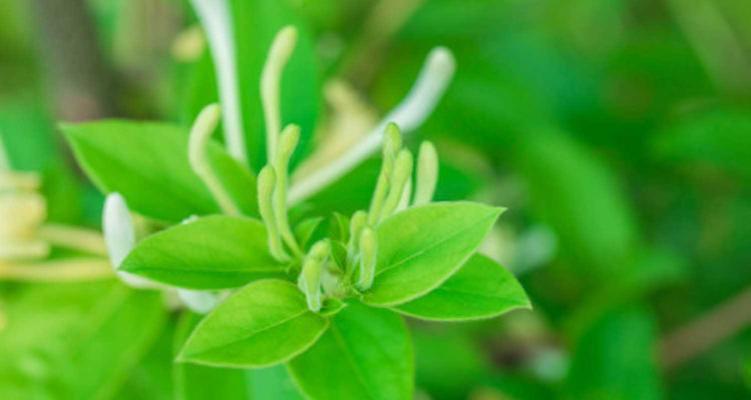 金银花的栽植与养护（如何在家种植健康的金银花？）