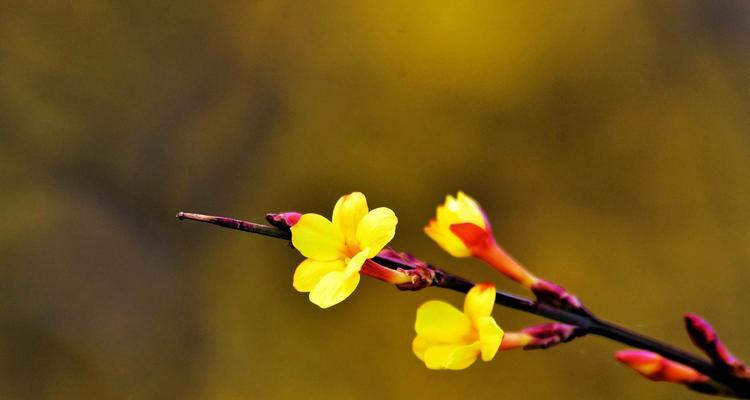 迎春花——春天中不可错过的美丽花卉（探秘迎春花的种类、特点、用途和栽培技巧）