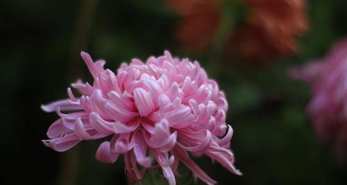 菊花的象征意义（揭开菊花背后的文化内涵）