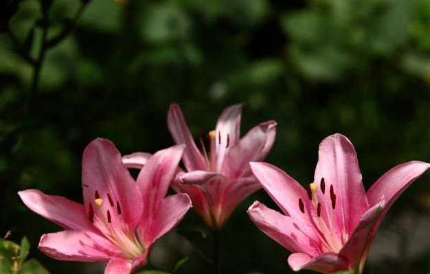 探究百合花香味散发之秘——源头在何处？（揭秘百合花的独特香气，闻香识源头）