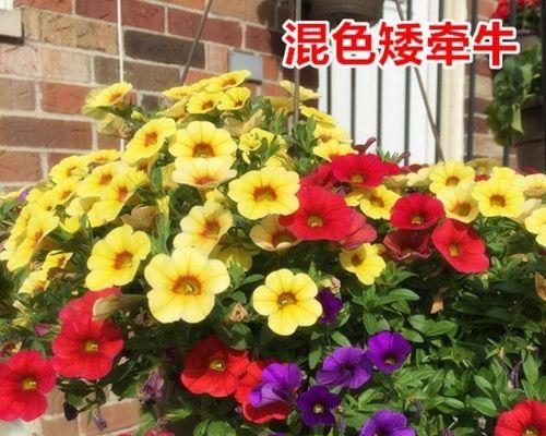 如何种植牵牛花种子（时间、方法、关键点一网打尽）