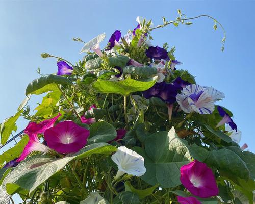 如何种植牵牛花种子（时间、方法、关键点一网打尽）