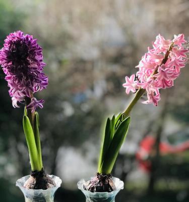 风信子的花语之秘（揭开风信子花海中的15种颜色花语之谜）