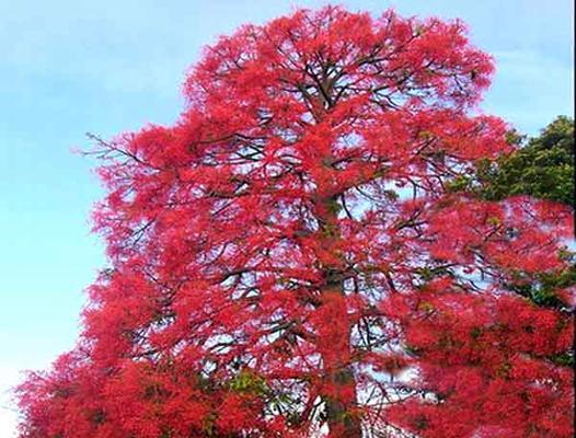 枫叶的花语之美——枫叶的寓意和象征意义（秋意浓浓，枫叶舞动间，传递着生机与希望）