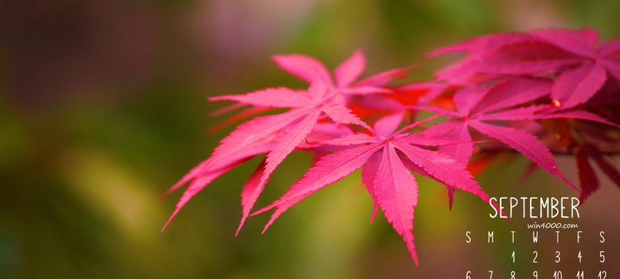 枫叶的花语之美——枫叶的寓意和象征意义（秋意浓浓，枫叶舞动间，传递着生机与希望）