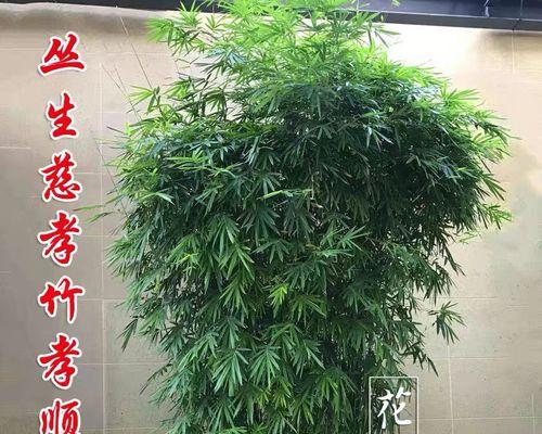 凤尾竹的寓意与风水摆放风水（探秘凤尾竹的吉祥象征与摆放原则）