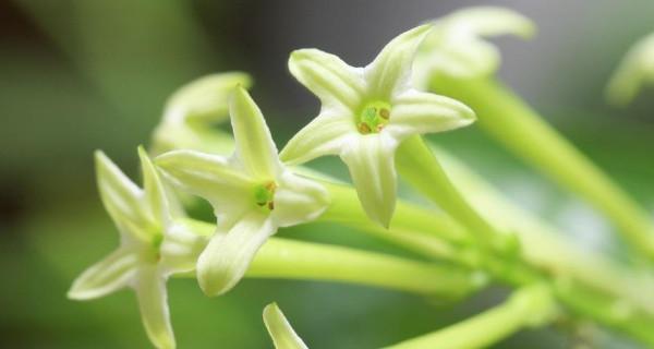 夜来香花的养护方法（打造美丽香气盛放的夜来香花园）