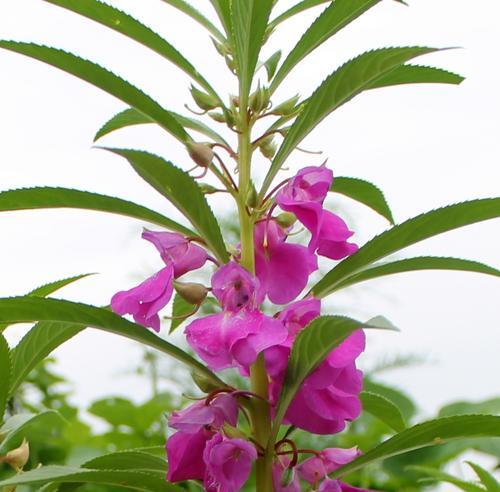 凤仙花的丰富多彩与寓意（探索凤仙花的多种颜色及其象征意义）