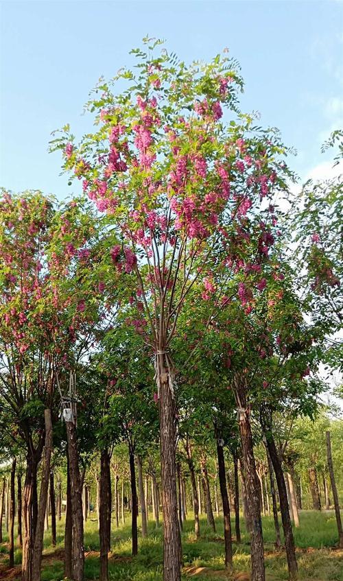 富贵树开花之美——寓意与象征（以富贵树开花为主题的花卉意蕴与文化内涵）