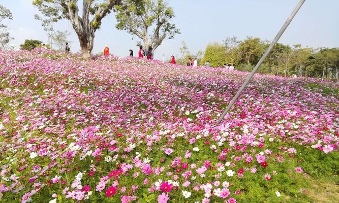 格桑花之美（探寻格桑花的文化寓意与情感表达）