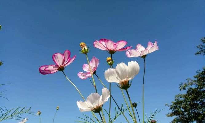 格桑花的花语与含义（探寻格桑花的深意，感受自然之美）