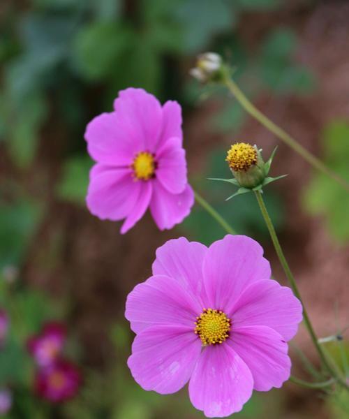 格桑花的花语与含义（探寻格桑花的深意，感受自然之美）