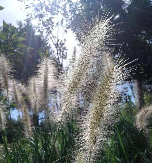 狗尾巴花的花语及其传承（揭开狗尾巴花的神秘面纱，探寻其深远花语的起源）