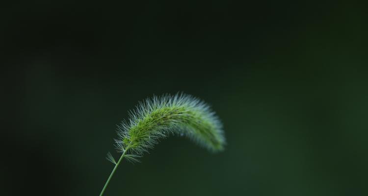 狗尾巴花的花语及其传承（揭开狗尾巴花的神秘面纱，探寻其深远花语的起源）