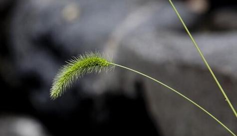 狗尾草的花语揭示人生智慧的奥秘（探寻狗尾草花语，领悟自我成长的启示）