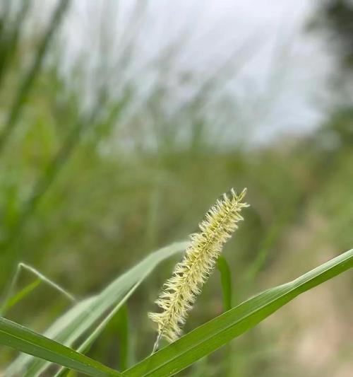 狗尾草的花语和爱情含义（探索狗尾草的浪漫花语与爱情象征）