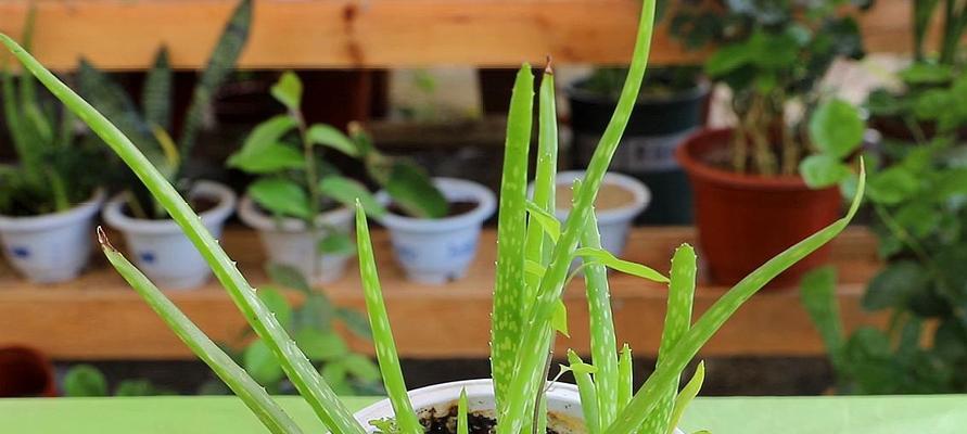 芦荟的生长条件与特性（芦荟怕冻吗？冬季芦荟的保养方法）