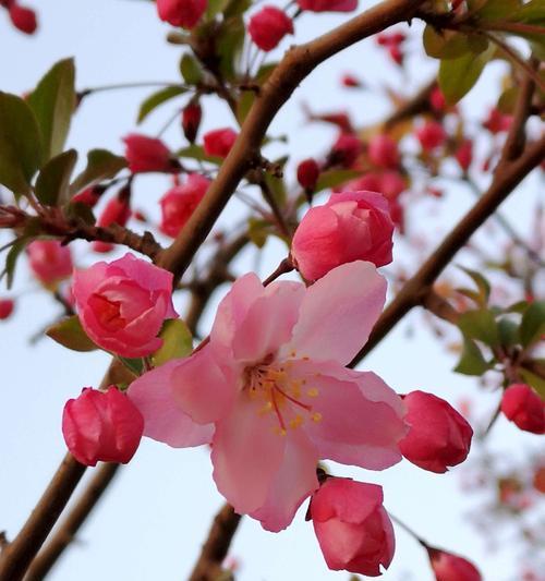 海棠花花语与代表意义（探索海棠花的内涵与寓意）