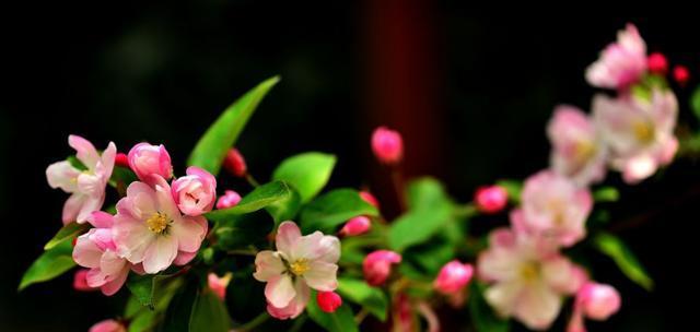 海棠花花语与代表意义（探索海棠花的内涵与寓意）