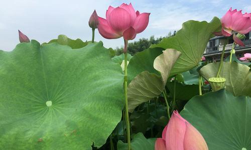 荷花花语的象征与寓意（古老而神秘的荷花花语，以花开水面、洁净无瑕、坚韧不拔为特征）