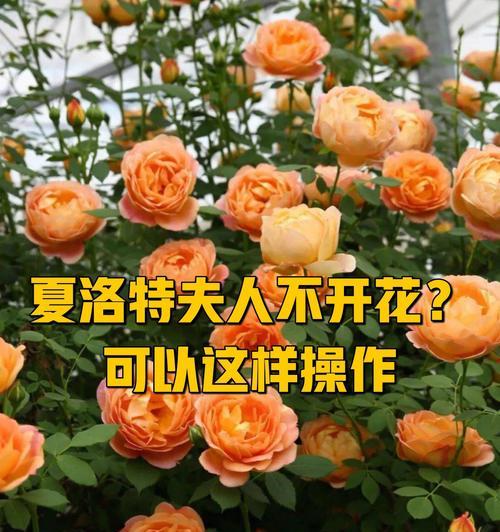 月季冬季开花全攻略（如何让你的月季在冬季绽放美丽花朵？）