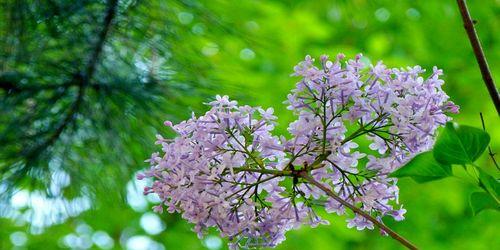 丁香花的神秘之美（探寻丁香花的形态与色彩）