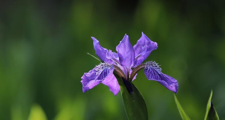 如何成功种植紫花鸢尾（了解紫花鸢尾的生长要求，让它在您的花园中绽放）