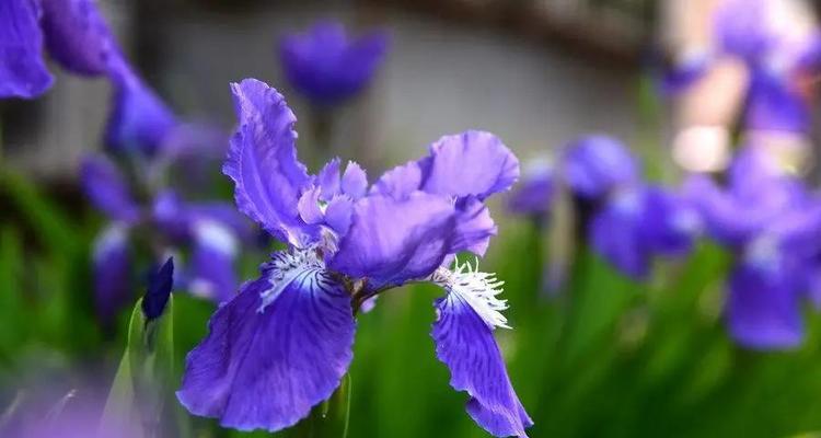 玫瑰花语（探索玫瑰花的浪漫花语之谜）