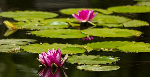 埃及睡莲（唤醒心灵的花语与生命之美）