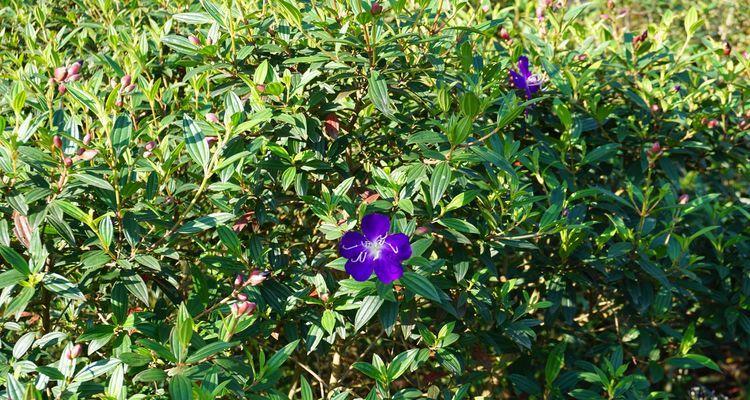 巴西野牡丹花语（探秘巴西野牡丹，解读其丰富的花语）