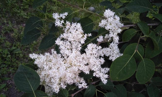 白色紫丁香花语的深意（透过花语感受纯洁与神秘的共鸣）