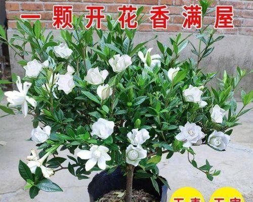 如何正确养殖小叶栀子花（小叶栀子花的种植技巧和养护方法）