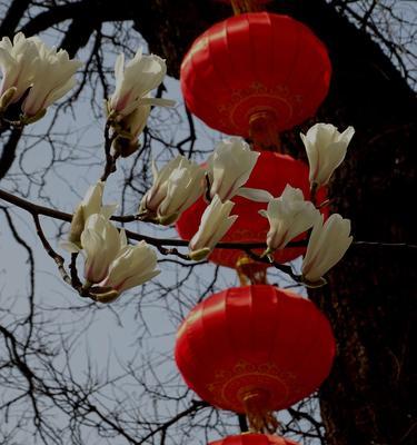 玉兰花的象征意义（探寻玉兰花的美丽内涵）