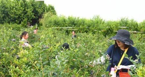 蓝莓种植指南（从选地到收成，全面掌握技巧）