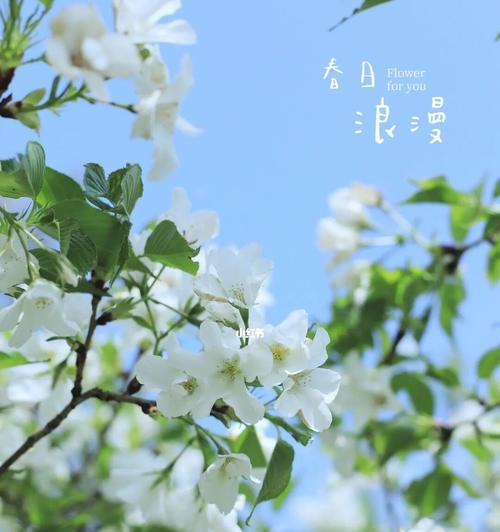 山樱花的花语-春天的希望（探寻山樱花的含义，品味春天的美好）